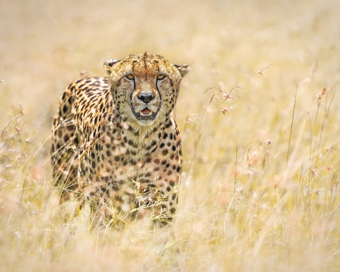 Cheetah in tall dry grass