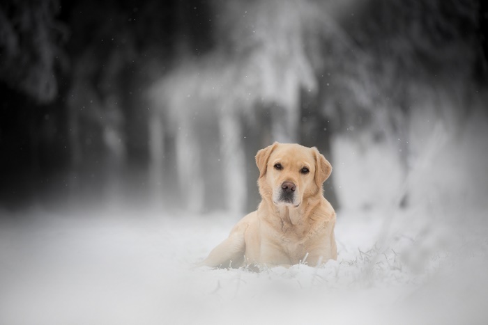 Labrador Retriever lying in the snow