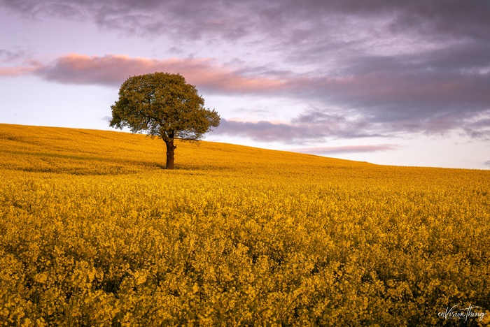 Tree in a yellow rapeseed field at sunset