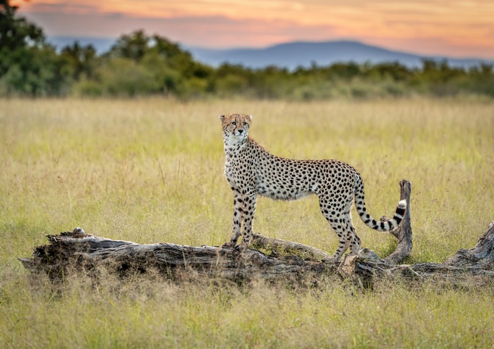 Cheetah standing on a log in a grassy field