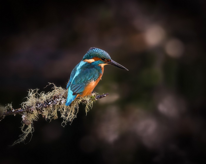 Kingfisher perched on a mossy branch