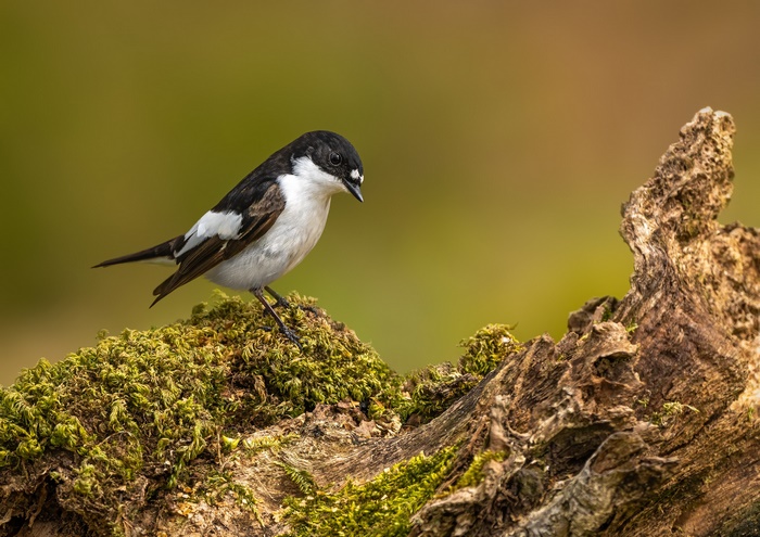 Pied Flycatcher perched on mossy log