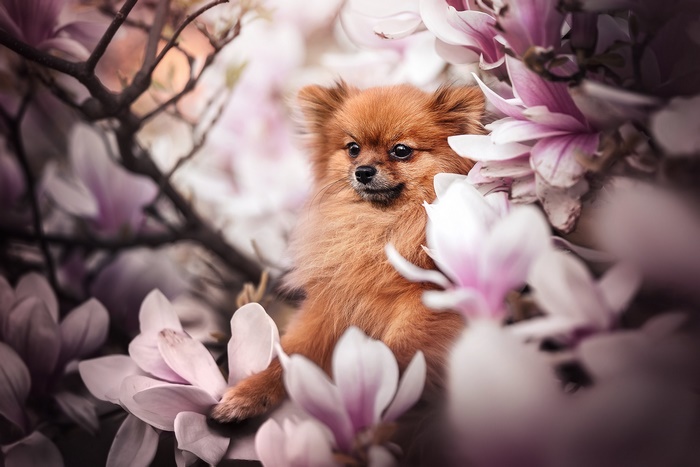 Pomeranian dog among pink magnolia flowers