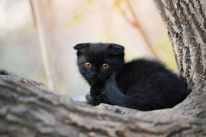 Black kitten with orange eyes sitting on a tree branch