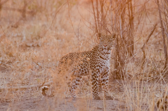 Leopard in a dry, grassy savanna