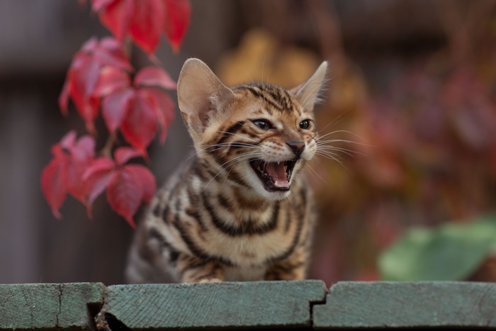 Bengal Kitten Yelling on a Wooden Fence