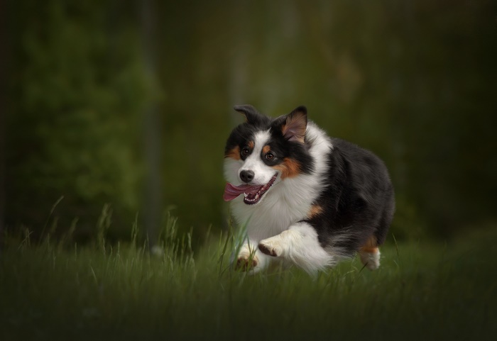Tricolor Australian Shepherd running in grass