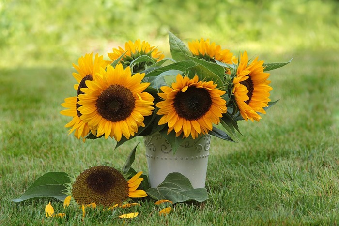 Bouquet of sunflowers in a vase on grass