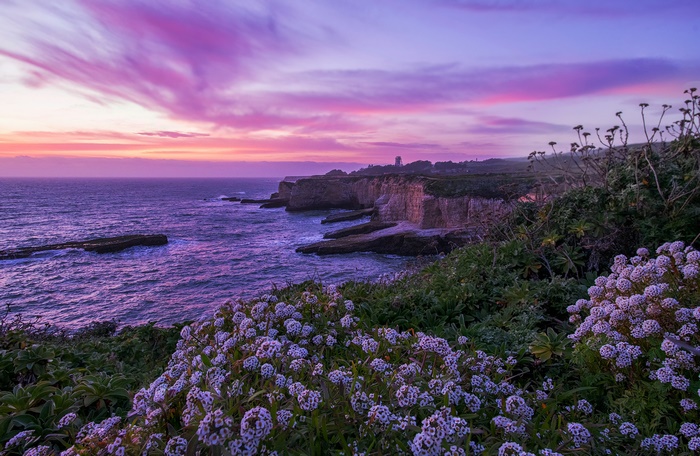 Purple sunset over the California coast with flowers