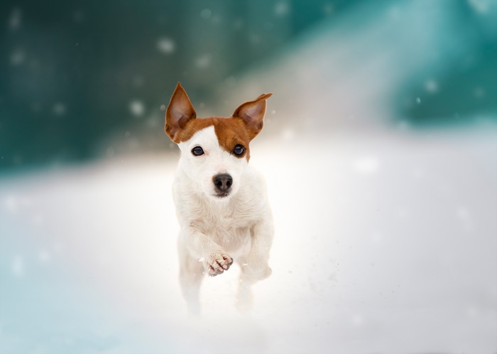 Jack Russell Terrier running in the snow
