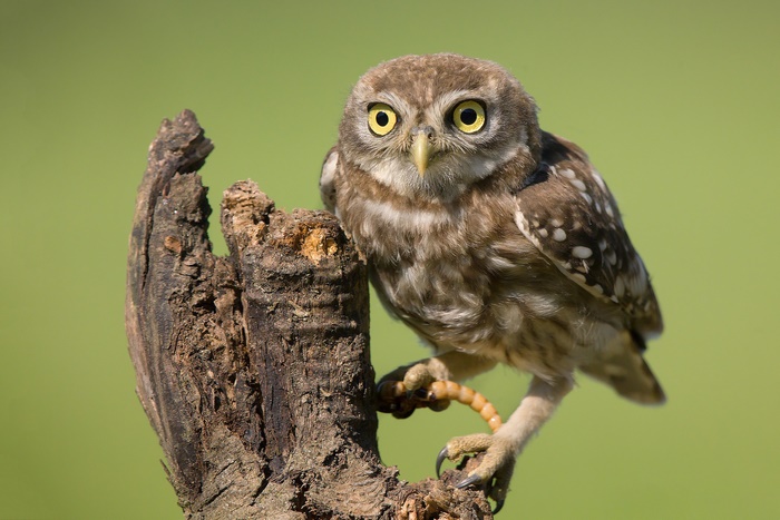 Little owl perched on a tree stump with prey