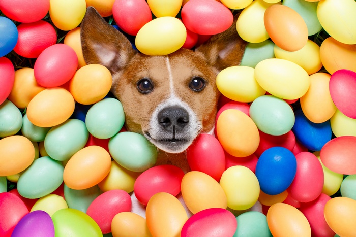 Dog surrounded by colorful Easter eggs