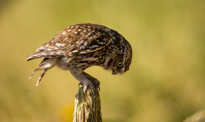 Little owl perched on a wooden post
