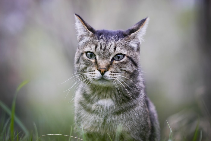 Close-up of a tabby cat in grass