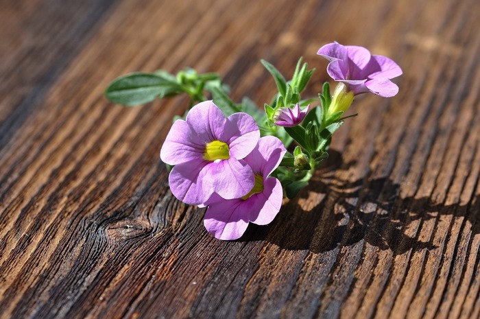 Purple flowers with yellow centers on a wooden surface