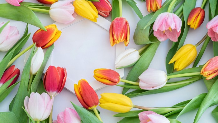 Tulips arranged around a white frame