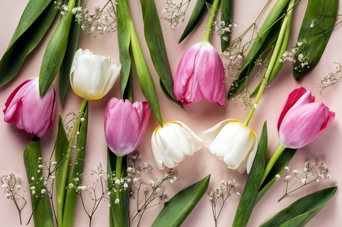 Pink and white tulips with green leaves