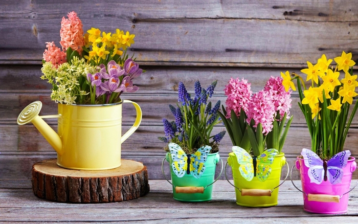 Spring flowers in colorful pots and watering can