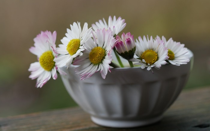 White daisies in a white bowl