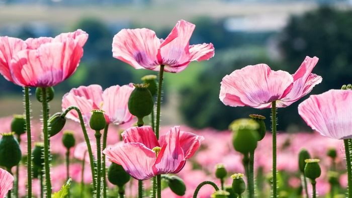 Pink Poppies and Seed Pods in a Field