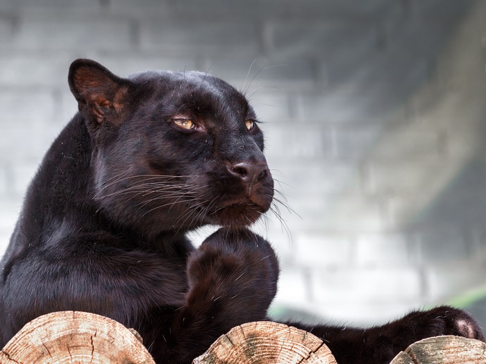 Black Panther resting on logs