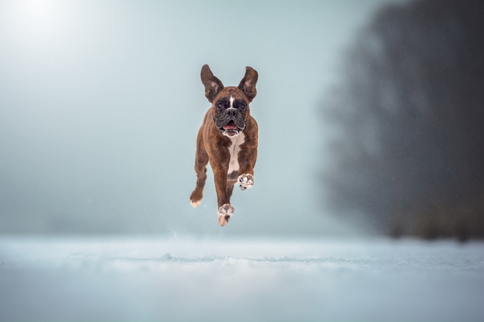 Boxer dog running in the snow