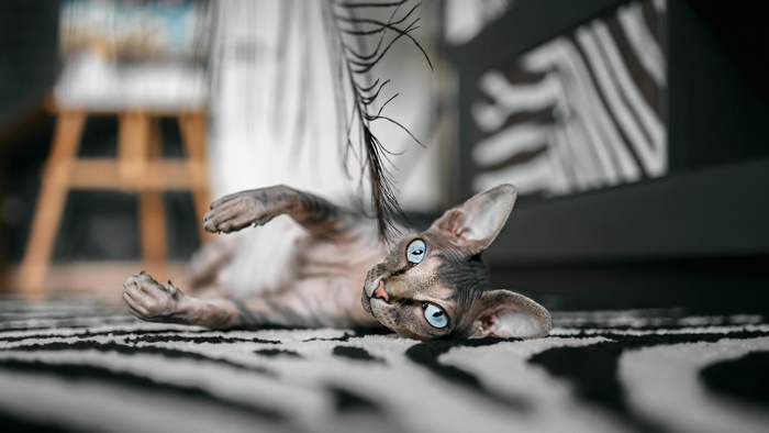 Sphynx cat with blue eyes playing with a feather