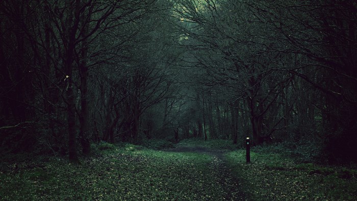 Path through a dark forest with trees