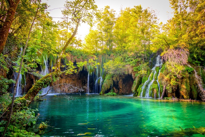 Beautiful Waterfall in a Lush Forest