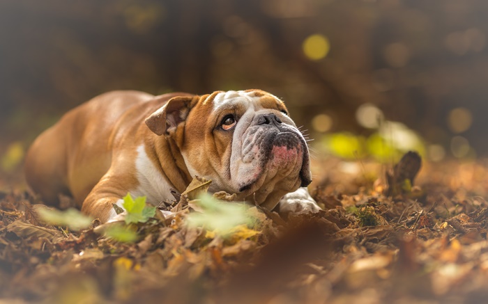English Bulldog lying on fallen leaves