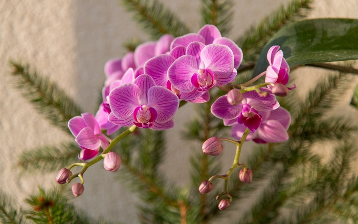 Pink orchids on a pine branch