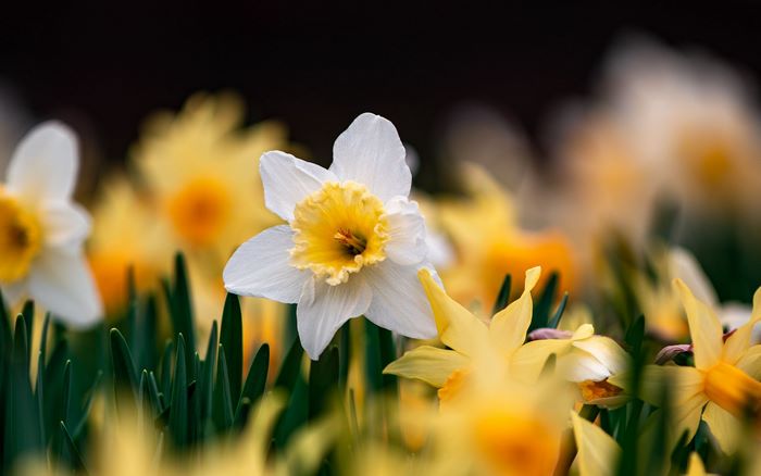 Close-up of a white and yellow daffodil flower