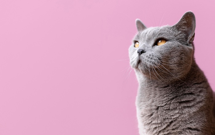 Close-up of a gray cat with orange eyes