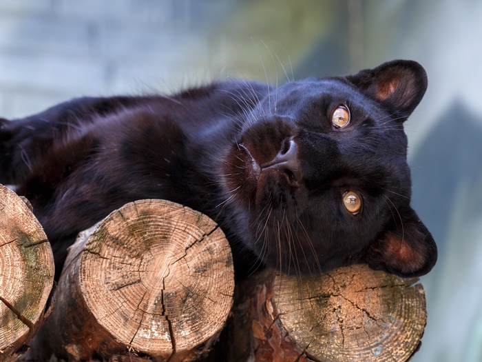Black Panther resting on logs