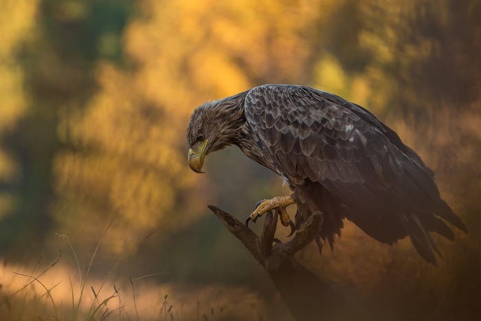 Eagle perched on a branch with autumn foliage