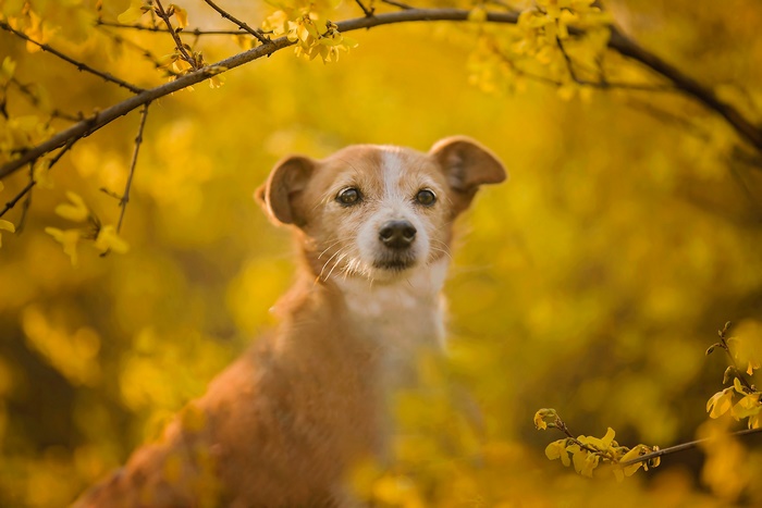 Small dog sitting among yellow flowers
