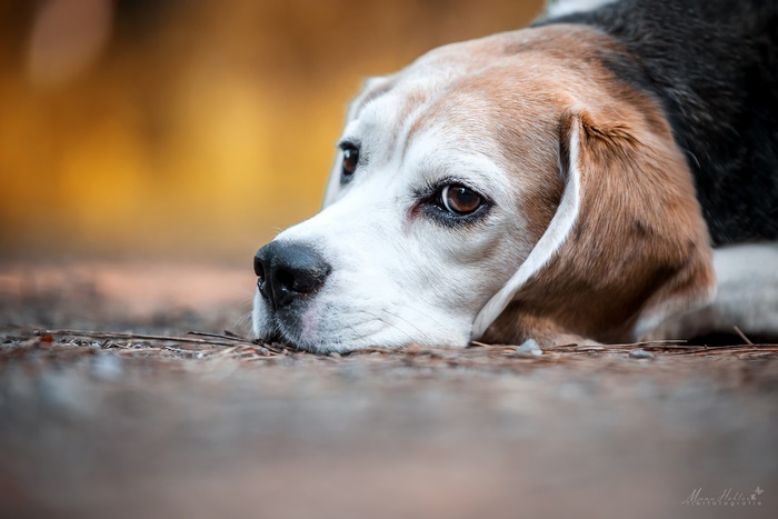 Beagle dog lying down outdoors