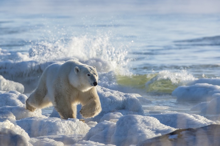 Polar Bear Walking on Ice Near Water
