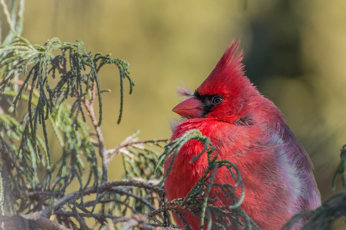 Northern Cardinal perched on a branch