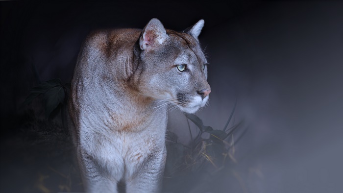 Wildlife 4K: Mountain Lion Predator