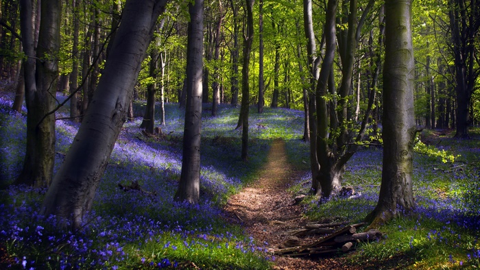 Forest path with bluebells in 4K