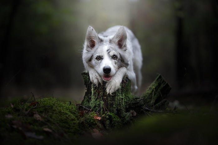Border Collie resting on a mossy tree stump