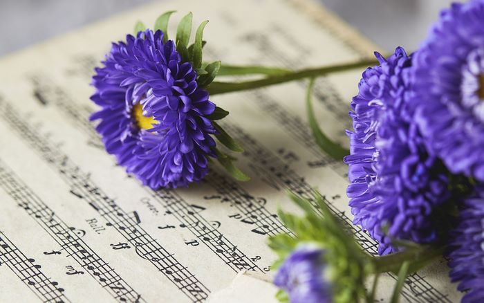 Purple asters on sheet music