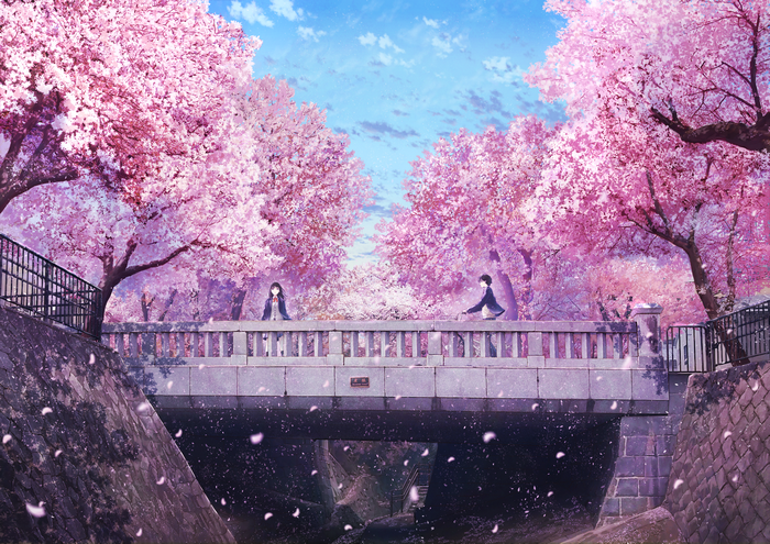 Sakura Blossoms on a Peaceful Bridge