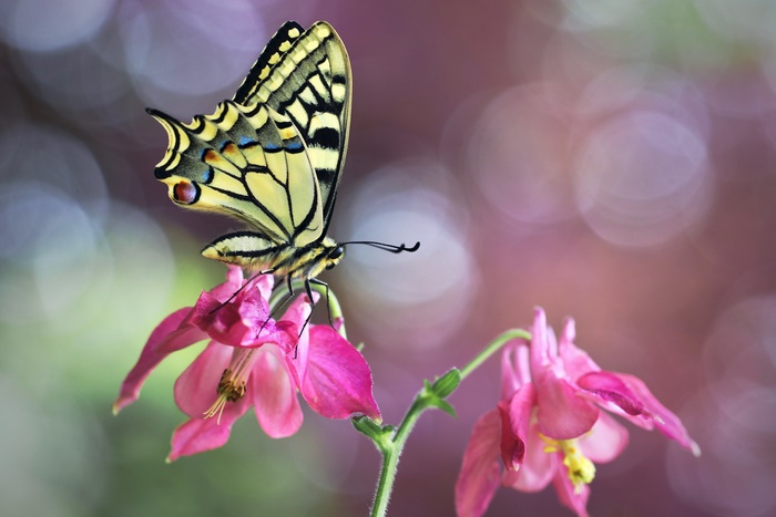 Swallowtail butterfly on a pink flower