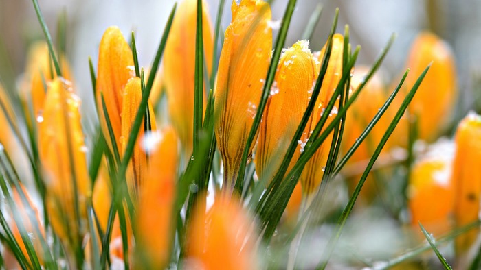 Yellow Crocus Flowers with Snowflakes