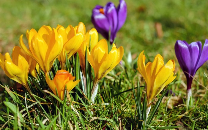 Yellow and purple crocuses blooming in green grass