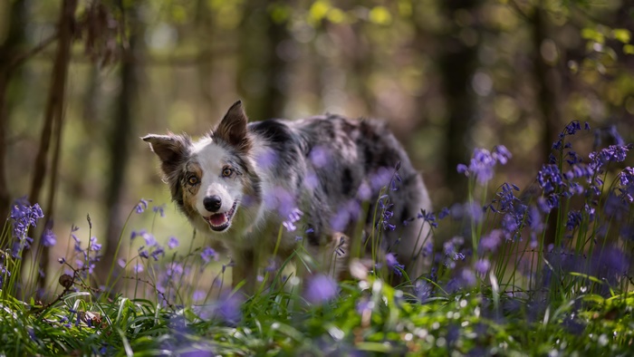 Border Collie dog in a forest with bluebells