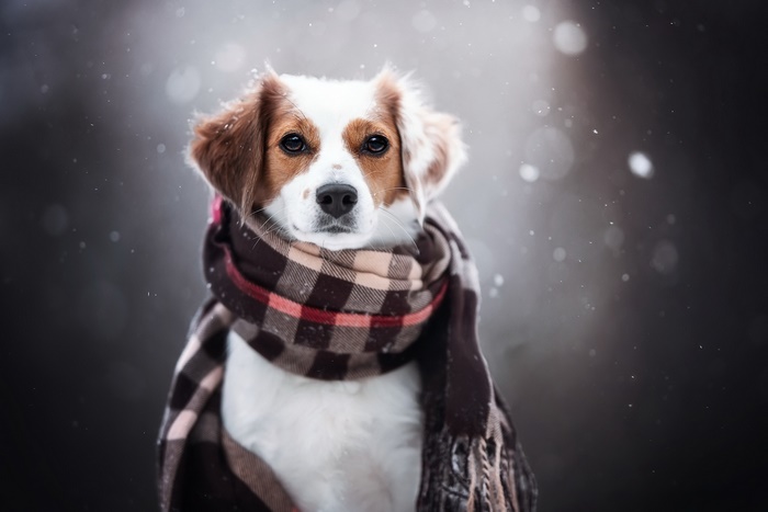 Dog wearing a scarf in the snow