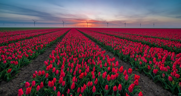 Red Tulip Field with Wind Turbines at Sunset